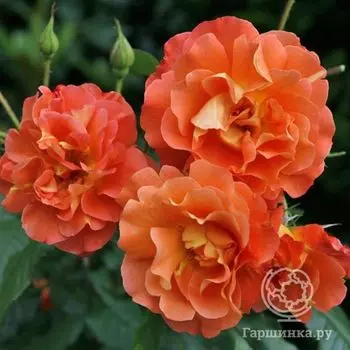 Роза Вестерленд кустарниковая, Imperial Rose