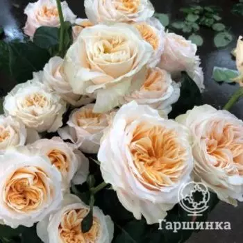 Роза Викториан Пич, Питомник роз Тимофей