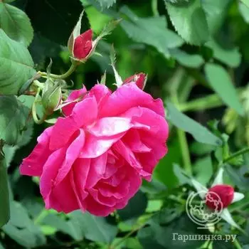 Роза Виннипег Паркс канадская парковая