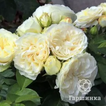 Роза Винтер Лодж, Питомник роз Тимофей