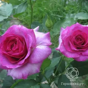 Роза Виолет Парфюм, Дорье