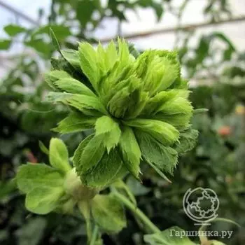 Роза Виридифлора, Кордес