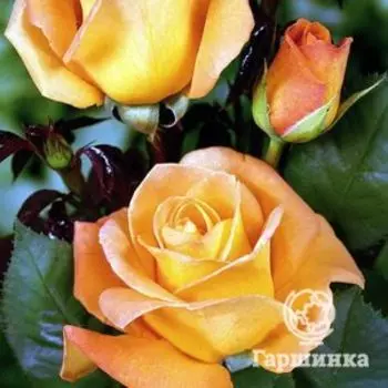 Роза Виски чайно-гибридная, Тантау