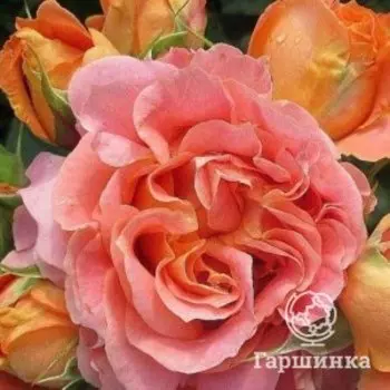 Роза Вивьен Вествуд флорибунда, Питомник роз Королева Роза