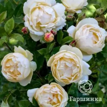 Роза Воллертон Олд Холл