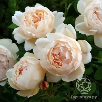 Роза Воллертон Олд Холл, Д.Остин кустарниковая