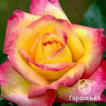 Роза Восточный экспресс чайно-гибридная