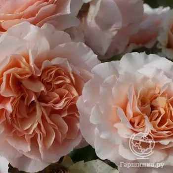 Роза Ксавье де Фрейсинэт, Гийо