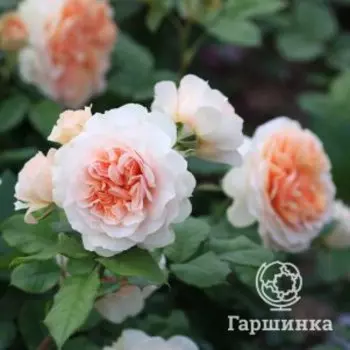 Роза Ксавьер Де Фрэссинет