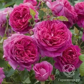 Роза Янг Люсидас, Д.Остин кустарниковая