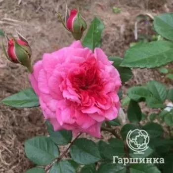 Роза Заида шраб
