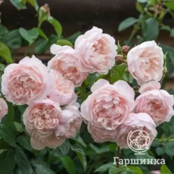 Роза Зе Дженероуз Гарден