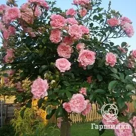 Роза Зе Фейри на штамбе 110 см