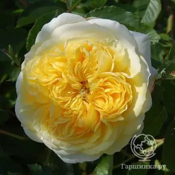 Роза Зе Пилигрим, Д.Остин кустарниковая