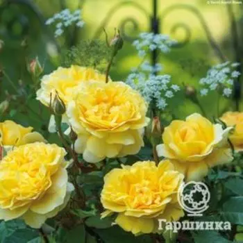 Роза Зе Поэтс Вайф, Д.Остин кустарниковая