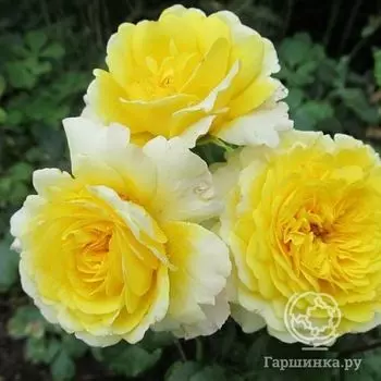 Роза Зе Сан энд зе Харт, Харкнесс