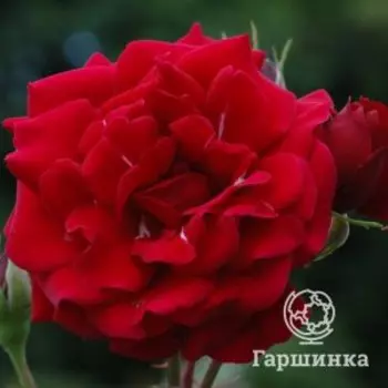 Роза Зетс Джаз, Питомник роз Королева Роза