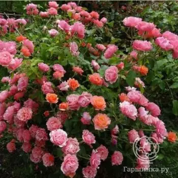 Роза Жан Кокто флорибунда, Топалович