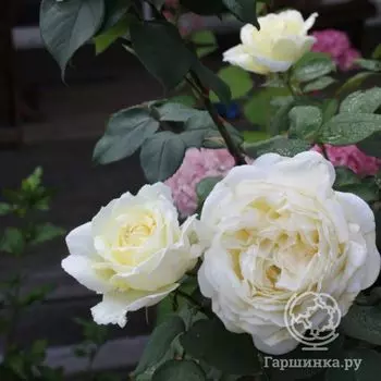 Роза Жанна Моро, Мейян