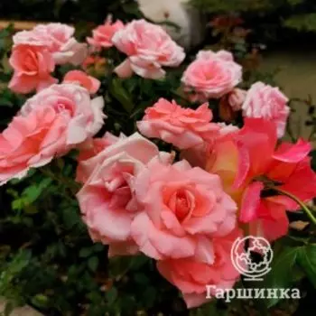 Роза Жардин де Франс