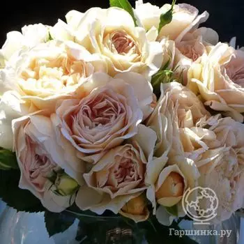 Роза Жардин де Тулерис, Дельбар