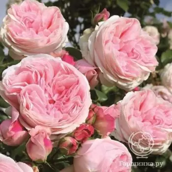 Роза Жардина плетистая, Топалович