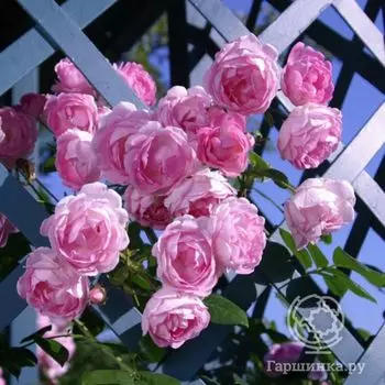 Роза Жасмина плетистая, Кордес