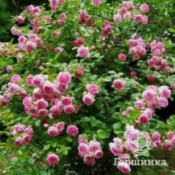 Роза Жасмина