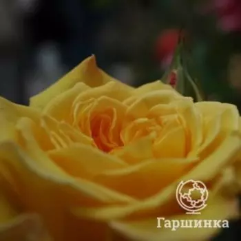 Роза Жоэль Маруани шраб