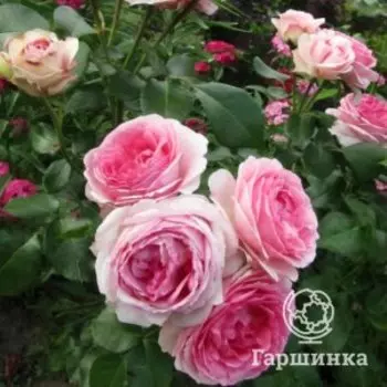 Роза Жоашен Дю Белле флорибунда, Питомник роз Королева Роза