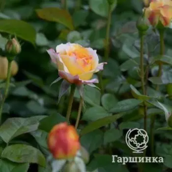 Роза Жорж Денжан шраб