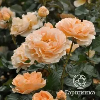 Роза Жорди Рока