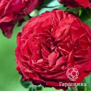 Роза Жюбиле Лаперрье чайно-гибридная