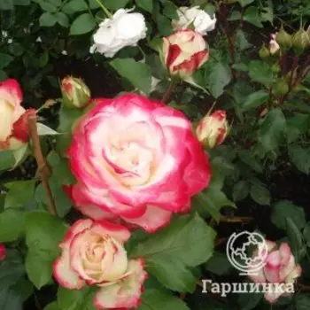 Роза Жюбиле Принц де Монако флорибунда, Top Roses