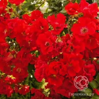 Роза Зоммерабенд, Кордес