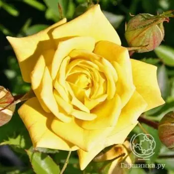 Роза Зонненкинд миниатюрная, Imperial Rose