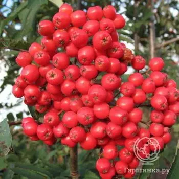 Рябина Алая крупная