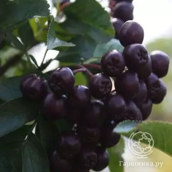 Рябина Ликерная