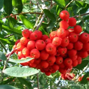 Рябина обыкновенная