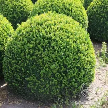 Самшит вечнозеленый