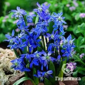 Сцилла Спринг Бьюти 5 шт