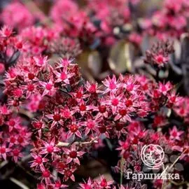 Седум Бертрам Андерсон