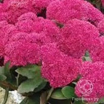 Седум Бездэй Пати (Sedum Birthday Party)