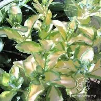 Седум Медиавариегатум (Sedum Mediavariegatum)