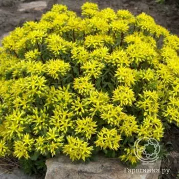 Седум Вейхенстефанер Голд (Sedum floriferum Weihenstephaner Gold)