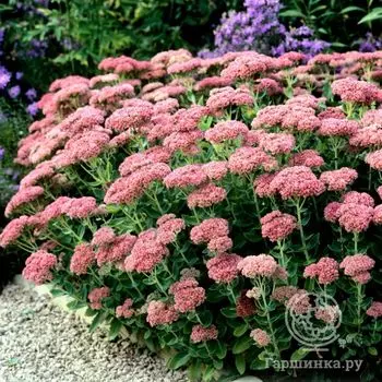 Седум видный Хербстфройде