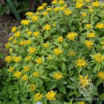 Седум живучий