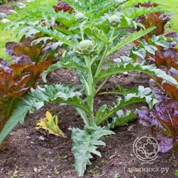 Семена Артишок Белый гигант черешковый