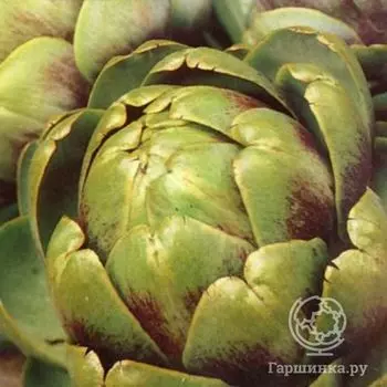 Семена Артишок Красавец 0.5г