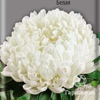 Семена Астра Фламир Белая 0,3, Поиск